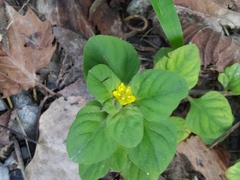 Lysimachia japonica