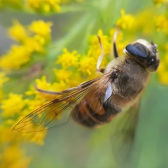 Eristalis tenax