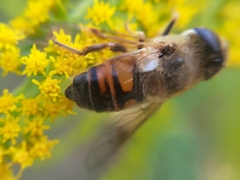 Eristalis tenax