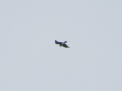 Buteo albigula