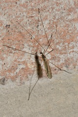 Pseudolimnophila lucorum