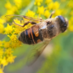 Eristalis tenax