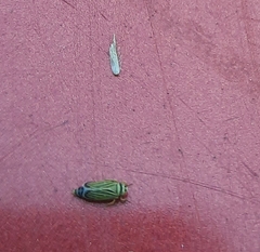 Amblysellus curtisii