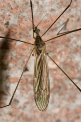 Pseudolimnophila lucorum