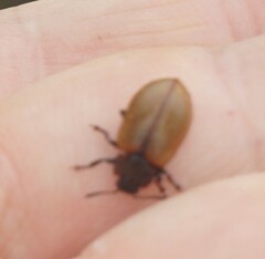 Chrysomela crotchi