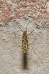 Ilisia maculata