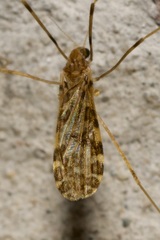 Ilisia maculata