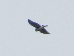 Buteo albigula