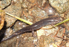 Desmognathus carolinensis