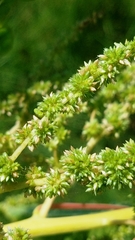 Amaranthus australis