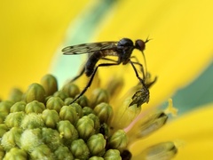 Empis clausa