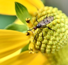 Empis clausa