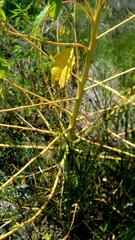 Amaranthus australis