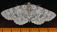 Dyscheralcis crimnodes