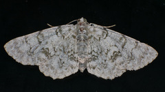 Dyscheralcis crimnodes