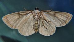 Dyscheralcis crimnodes