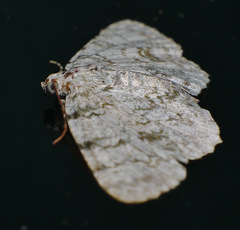 Dyscheralcis crimnodes