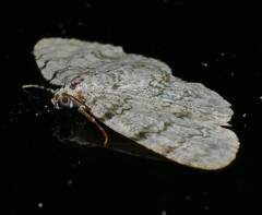 Dyscheralcis crimnodes