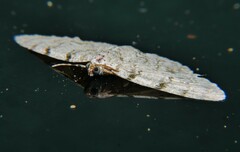 Dyscheralcis crimnodes