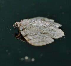 Dyscheralcis crimnodes