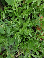 Cakile edentula edentula