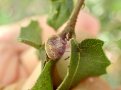 Allokermes galliformis