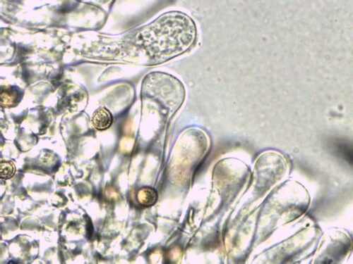 Crepidotus applanatus (Photo 3 of 4)