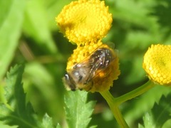 Colletes daviesanus