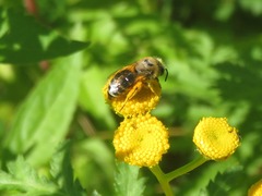 Colletes daviesanus