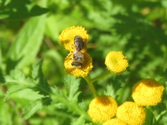 Colletes daviesanus