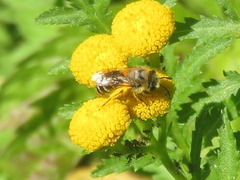 Colletes daviesanus