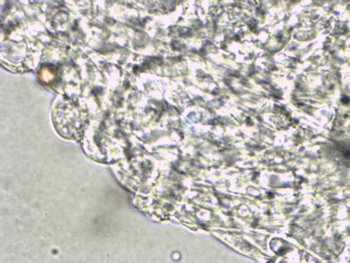 Crepidotus applanatus (Photo 4 of 4)