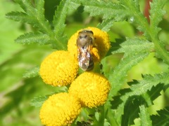Colletes daviesanus