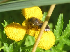 Colletes daviesanus