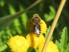 Colletes daviesanus