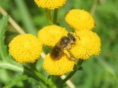 Colletes daviesanus