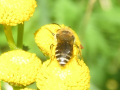 Colletes daviesanus