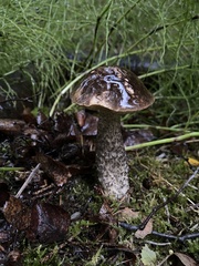 Leccinum alaskanum