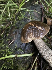 Leccinum alaskanum