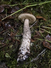 Leccinum alaskanum