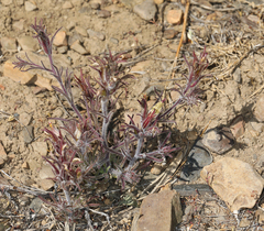 Cordylanthus kingii helleri
