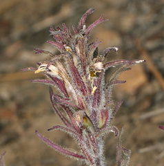 Cordylanthus kingii helleri