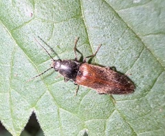 Hemicrepidius pallidipennis