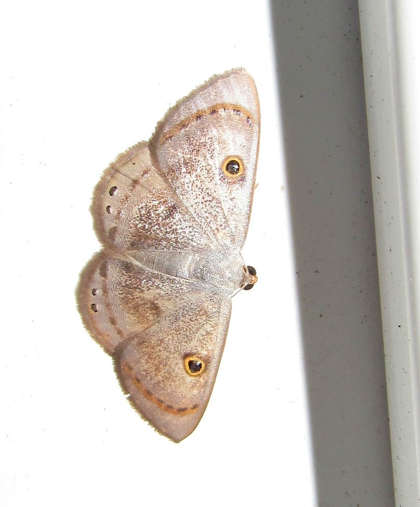 Argyrotome muricolor