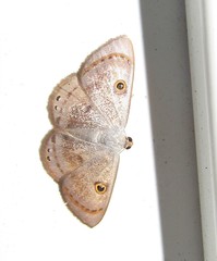 Argyrotome muricolor