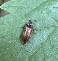 Hemicrepidius pallidipennis