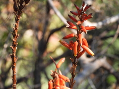 Aloe chabaudii