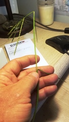 Paspalum vaginatum