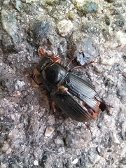 Zabrus tenebrioides