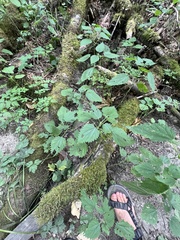 Hemicrepidius pallidipennis